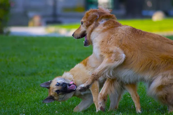 Beberapa anjing bermain — Stok Foto