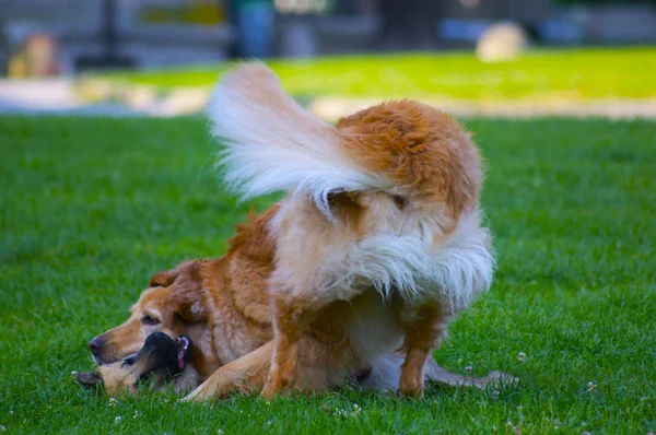 Pareja de perros jugando — Foto de Stock