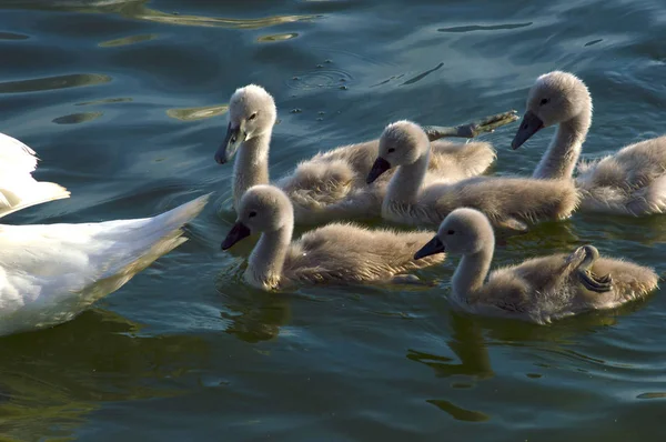 Cisne mãe com filhotes — Fotografia de Stock