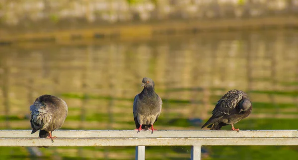 Dinlenme güvercinler — Stok fotoğraf
