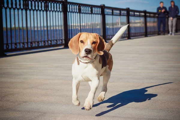Nehir dolgu üzerinde yürüme ve kameranın doğru çalışan bir şirin ve komik beagle