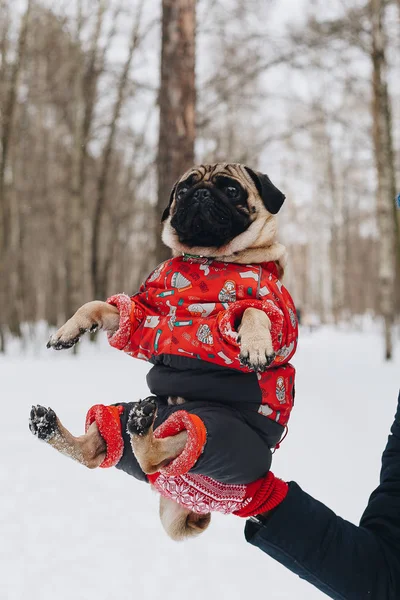 Efendisinin yandan onun izmaritleri üzerinde oturan bir komik ve sevimli pug dof