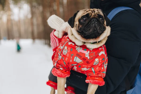 El tutulan komik kostümlü bir şirin pug köpek