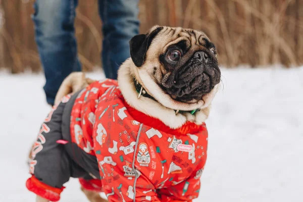 A cute pug dog in a funny costume walking in the park
