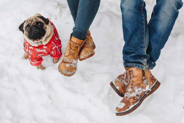 Yüksek Lisans, izlerken bir şirin pug köpek kim ar sittig bir oturum
