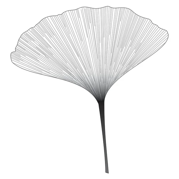 Botanical series Elegant Single Ginkgo leaf in sketch style in black and white on white background — Stock Vector