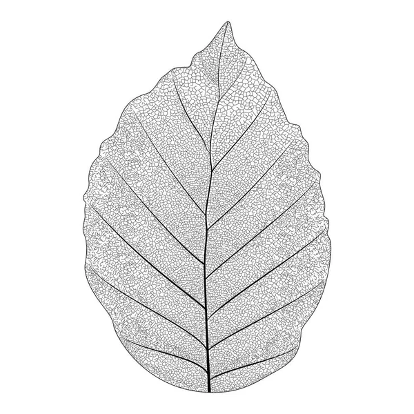 Botanical series Elegant Single Exotic leaf in sketch style in black and white on white background — Stock Vector