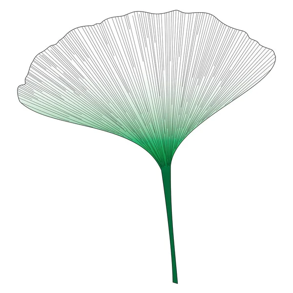 Botanical series Elegant Single Ginkgo leaf in sketch style in green gradient , black and white on white background — Stock Vector