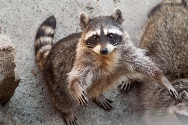 Raccoon in Moscow Zoo — Stock Photo, Image