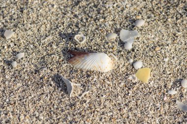 Deniz kabuğu Plajı kum üzerinde