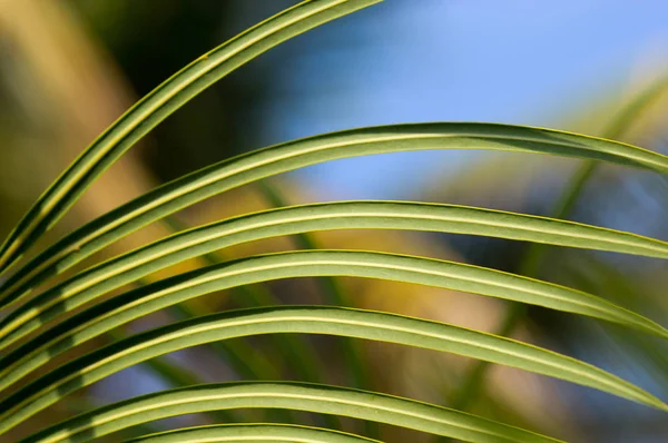 Green palm leaves on sunlight — Stock Photo, Image