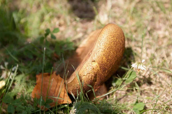 Bolete mantar çim