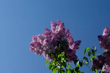 Mavi gökyüzünde leylak çiçeği