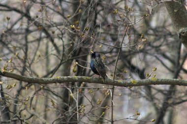 Bir ağaç dalında oturan sığırcık