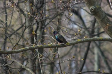 Bir ağaç dalında oturan sığırcık