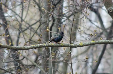 Bir ağaç dalında oturan sığırcık