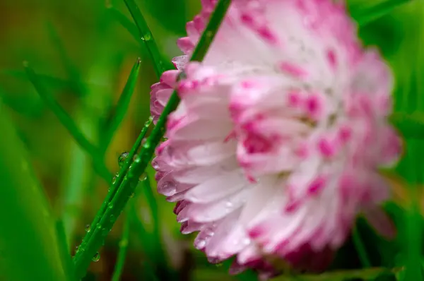 Bellis Fleur Dans Herbe Humide — Photo