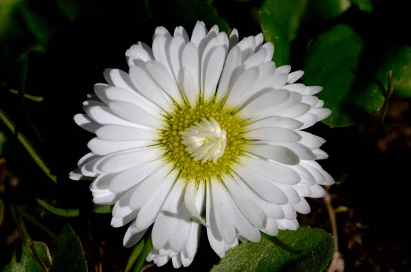 Λουλούδι Bellis Υγρό Γρασίδι — Φωτογραφία Αρχείου
