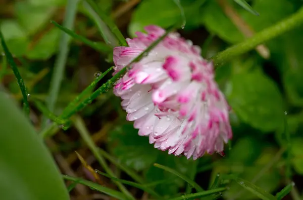 Bellis Flower Wet Grass — Stock Photo, Image