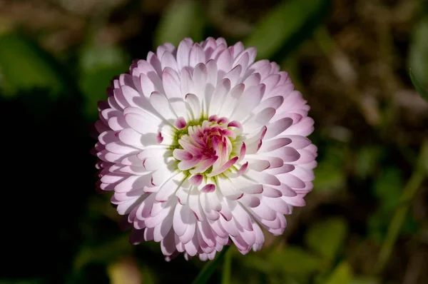 Bellis Flower Wet Grass — Stock Photo, Image