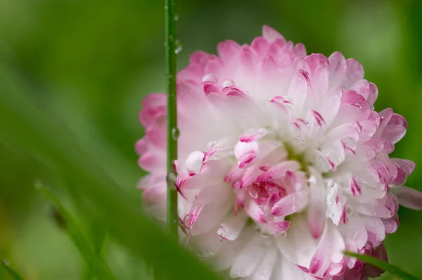 Беллис Цветок Мокрой Траве — стоковое фото