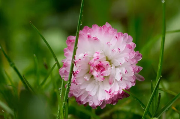 Bellis Flower Wet Grass — Stock Photo, Image