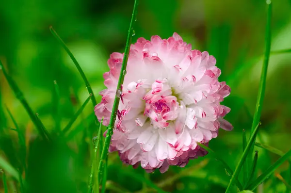 Bellis Fleur Dans Herbe Humide — Photo