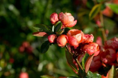 Ayva çiçekleri güneş ışığında yağmur damlalarıyla