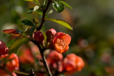 Ayva çiçekleri güneş ışığında yağmur damlalarıyla