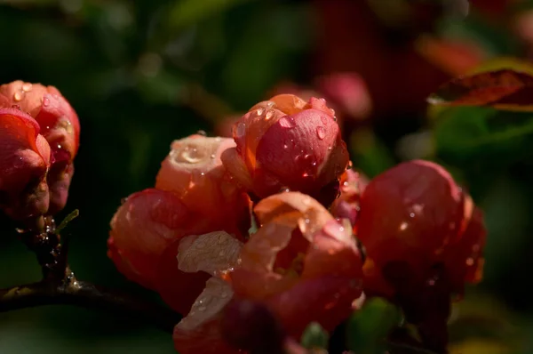 Quince Virágok Esőcseppekkel Napfényben — Stock Fotó