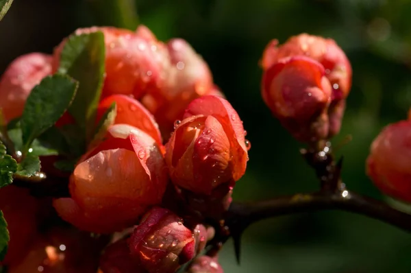 Quince Virágok Esőcseppekkel Napfényben — Stock Fotó