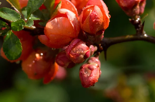 Quince Virágok Esőcseppekkel Napfényben — Stock Fotó