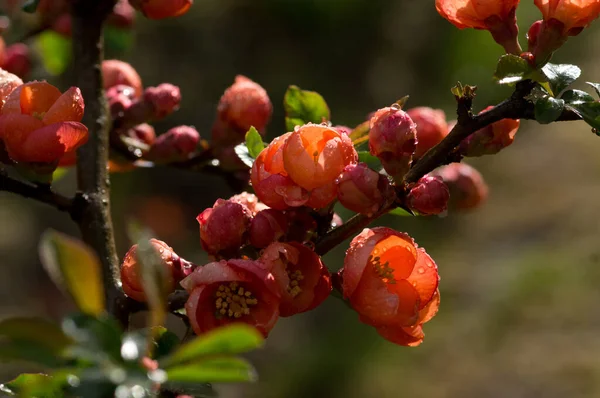 Flores Membrillo Con Gotas Lluvia Luz Del Sol — Foto de Stock