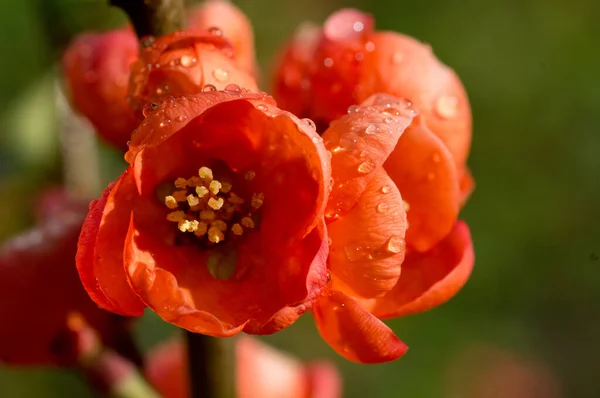 Quince Virágok Esőcseppekkel Napfényben — Stock Fotó