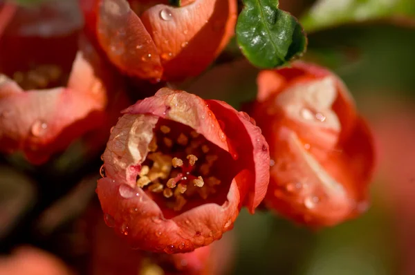 Quince Virágok Esőcseppekkel Napfényben — Stock Fotó