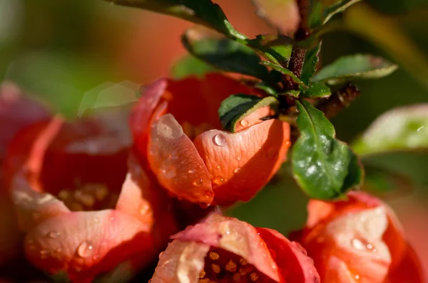 Quince Virágok Esőcseppekkel Napfényben — Stock Fotó