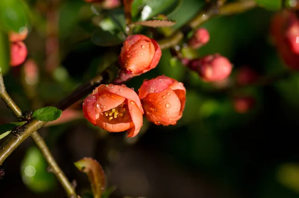 Quince Virágok Esőcseppekkel Napfényben — Stock Fotó