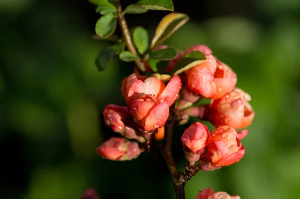 Quince Virágok Esőcseppekkel Napfényben — Stock Fotó