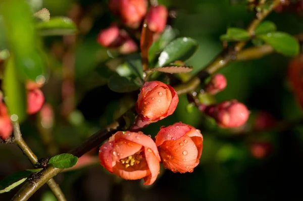 Quince Virágok Esőcseppekkel Napfényben — Stock Fotó