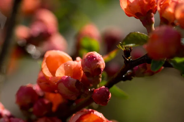 Fiori Mele Cotogne Con Gocce Pioggia Alla Luce Del Sole — Foto Stock