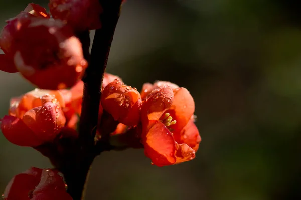 Quince Flowers Raindrops Sunlight — Stock Photo, Image