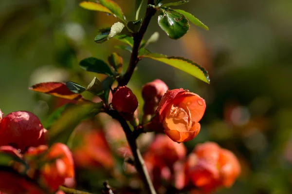 Quince Virágok Esőcseppekkel Napfényben — Stock Fotó