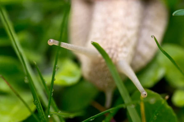 Bahçe salyangozu Helix pomatia çimlerde