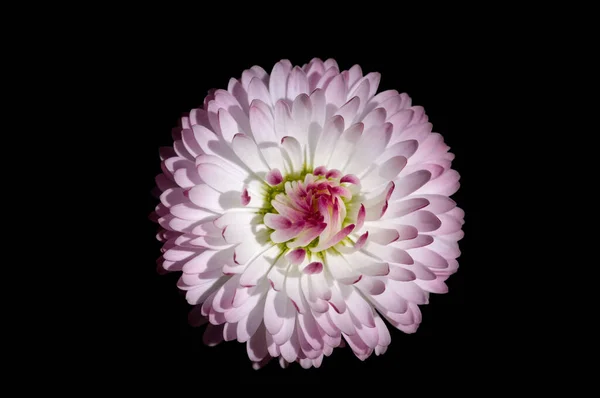 Bellis Flower Black Background — Stock Photo, Image