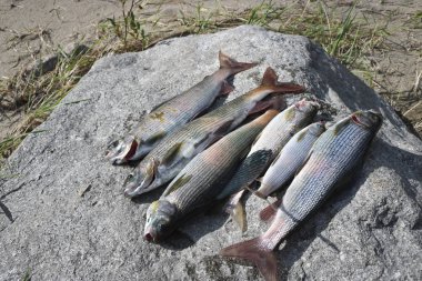 Balık avı taze bir grayling 'dir. Balık tutmak mükemmeldi.