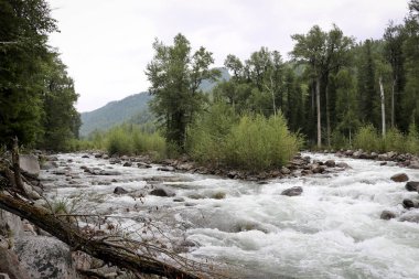 Sibirya 'daki dağ nehri manzarası. Yazın dağlar arasında akan bir dağ nehrinin akıntısı. Doğu Saiyan, Rusya.