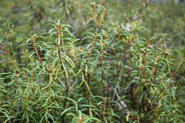 Ledum çalılıkları (Rhododendron tomentosum, Ledum palustre) bataklığın yakınındaki bir ormanda. İlaç fabrikası. Zehirli bitki..