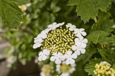 Çiçekli Viburnum opulus. Guelder gülünün beyaz çiçekleri. Yakın plan. Tıbbi ve süs bitkisi.