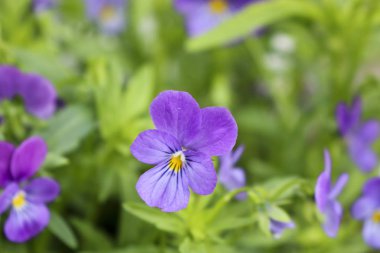 Güzel mor nonoş çiçekleri. Yakın plan. Süslü bahçe çiçekleri.