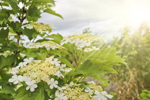 Blooming Viburnum Opulus White Flowers Guelder Rose Shrub Close Medicinal — Stock Photo, Image